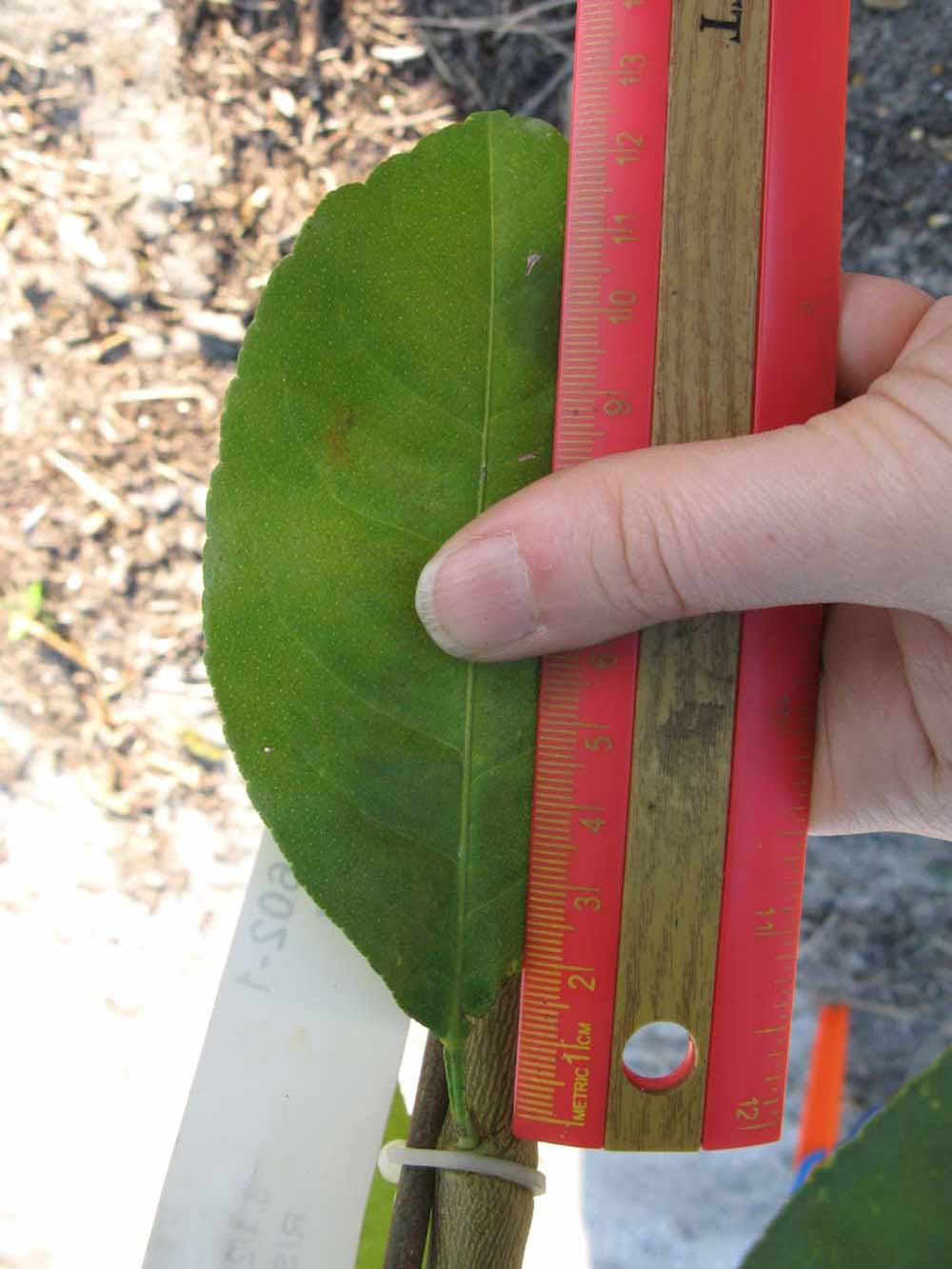              Unifoliolate leaf (Estes, Winter Haven, FL)       